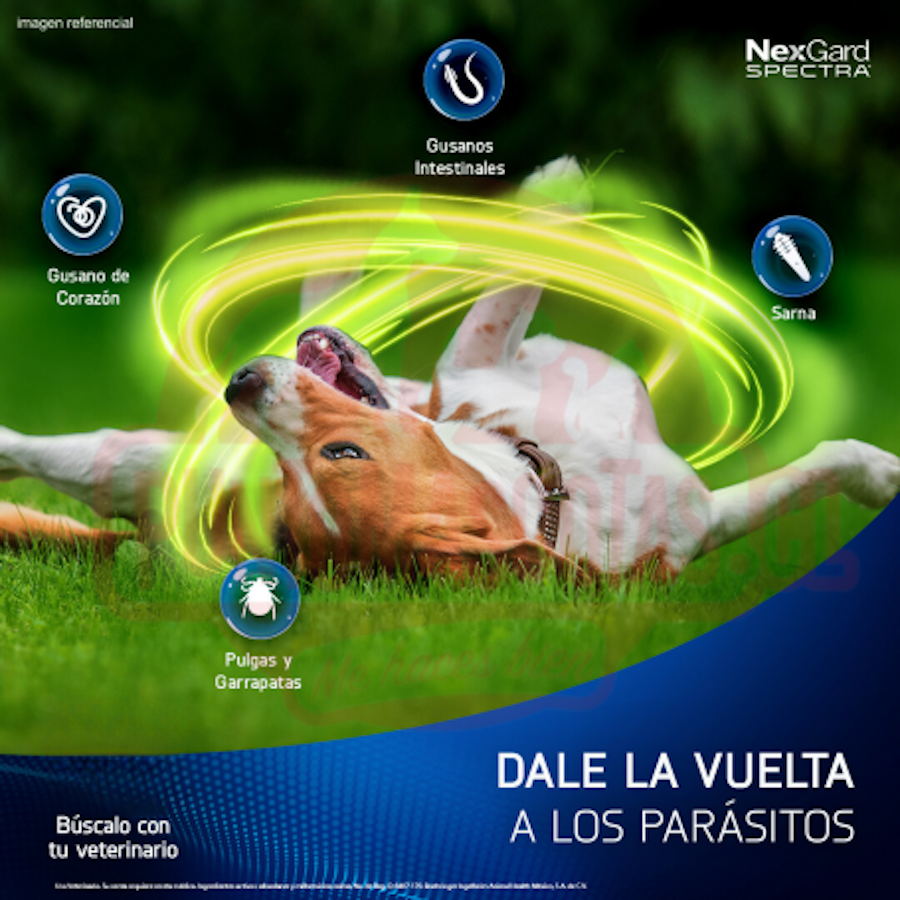 Nexgard Spectra 3 tabletas masticables SPECTRA XL 30-60 kg
